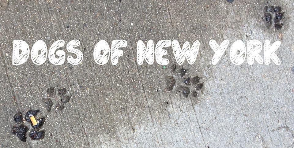 Dogs of New York
